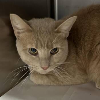 Simba -  Domestic Short Hair Cat for Adoption in Corbin, Kentucky - Simba | PetCurious