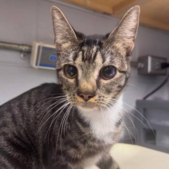 Patches -  Domestic Short Hair Cat for Adoption in Greenville, South Carolina - Patches | PetCurious