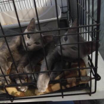 Remi -  Domestic Short Hair Cat for Adoption in PORT WENTWRTH, Georgia - Remi | PetCurious