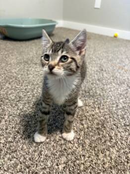 Layla -  Domestic Short Hair Cat for Adoption in Beaverton, Oregon - Layla | PetCurious