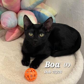 Boa -  Domestic Short Hair Cat for Adoption in Clayton, California - Boa | PetCurious