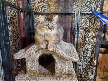 Jefferson (Jeff) -  Domestic Long Hair and Maine Coon Cat for Adoption in Cincinnati, Ohio - Jefferson (Jeff) | PetCurious