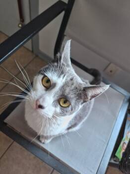 Grace -  Domestic Short Hair Cat Available for Adoption in Eureka, California - Grace | PetCurious