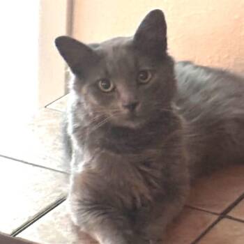 Mozz -  Domestic Long Hair Cat for Adoption in Midland, Texas - Mozz | PetCurious