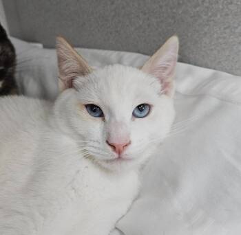 Siamese Cats Available for Adoption in Los Angeles, California - Kingfisher | PetCurious