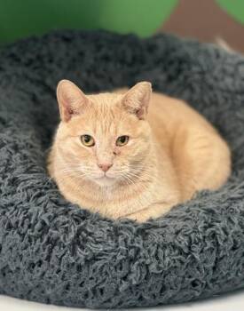 Rescue Domestic Short Hair Cats for Adoption in Philadelphia, Pennsylvania - Rufus | PetCurious