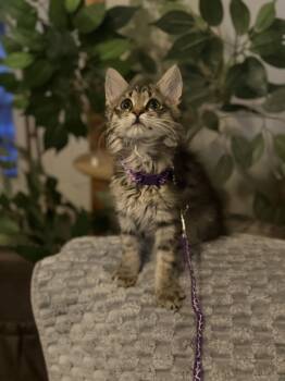 Domestic Medium Hair Cats Available for Adoption in Blue Springs, Missouri - Coco  | PetCurious