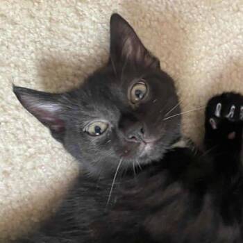 Bibby -  Domestic Short Hair Cat for Adoption in Atlanta, Georgia - Bibby | PetCurious