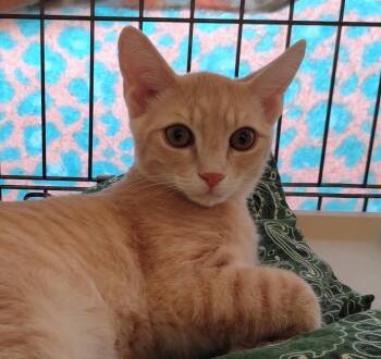 Ross -  Domestic Short Hair Cat for Adoption in Raritan, New Jersey - Ross | PetCurious
