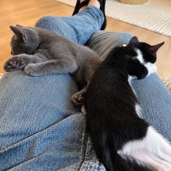 Otis (AKA Tux) -  Domestic Short Hair Cat for Adoption in Tustin, California - Otis (AKA Tux) | PetCurious