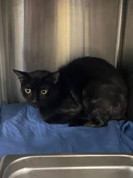 Domestic Short Hair Cats Available for Adoption in Cincinnati, Ohio - Smokey | PetCurious