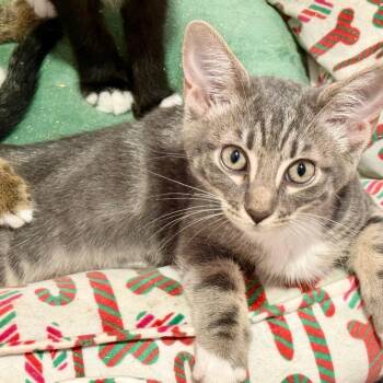 Violet -  Domestic Short Hair Cat for Adoption in NEW PT RICHEY, Florida - Violet | PetCurious