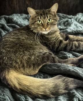 JINGLES -  Domestic Medium Hair Cat for Adoption in Charlotte, North Carolina - JINGLES | PetCurious