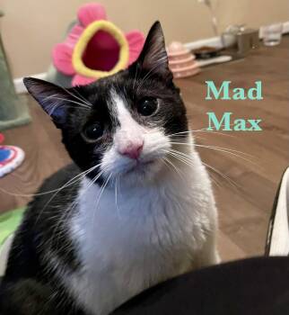 Domestic Short Hair Cats Available for Adoption in Reston, Virginia - Mad Max | PetCurious
