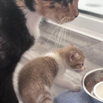 Marmalade -  Domestic Medium Hair and Tabby Cat for Adoption in Liverpool, Texas - Marmalade | PetCurious