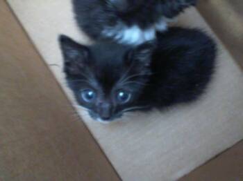 Rescue Domestic Short Hair Cats for Adoption in Dallas, Texas - STU | PetCurious