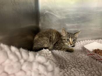 LALA -  Domestic Short Hair Cat for Adoption in Grand Prairie, Texas - LALA | PetCurious