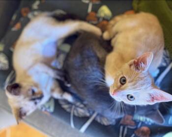 Domestic Short Hair Cats Available for Adoption in San Francisco, California - Topo (Bonded With Trail) | PetCurious