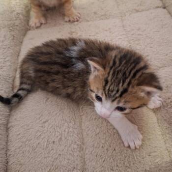 Garbanzo Bean -  Domestic Short Hair Cat for Adoption in Brownsboro, Alabama - Garbanzo Bean | PetCurious