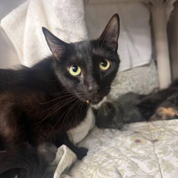 Ruth -  Domestic Short Hair Cat for Adoption in Redwood City, California - Ruth | PetCurious