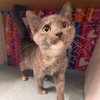 Button -  Domestic Short Hair Cat for Adoption - Button | PetCurious