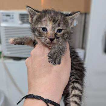 American Shorthair Cats Available for Adoption in Buchanan Dam, Texas - Bottle Baby 5 | PetCurious