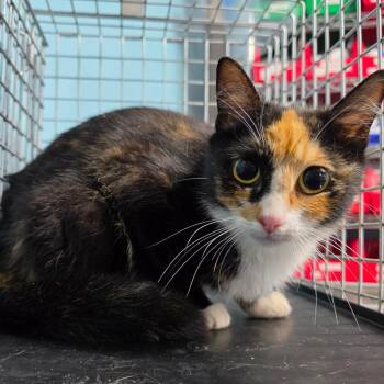 Scribbles -  Domestic Short Hair Cat for Adoption in Jefferson City, Tennessee - Scribbles | PetCurious