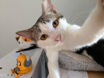 Domestic Short Hair Cats Available for Adoption in Fort Collins, Colorado - Strawberry Peppermint | PetCurious
