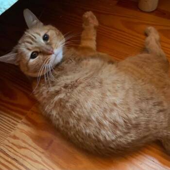 Camper -  Domestic Short Hair Cat for Adoption in Williston, Florida - Camper | PetCurious