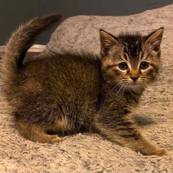 Litzy -  Domestic Short Hair Cat for Adoption in Parkersburg, West Virginia - Litzy | PetCurious