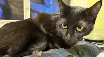 Domestic Short Hair Cats Available for Adoption in Pueblo, Colorado - SHADOW | PetCurious