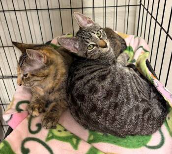Squirrel -  Torbie and Domestic Short Hair Cat for Adoption in Walnut Creek, California - Squirrel | PetCurious