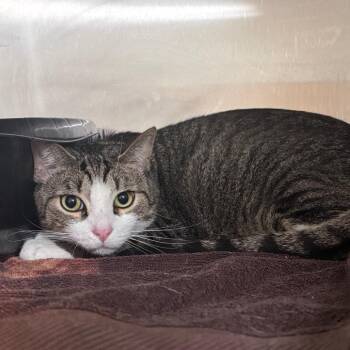 The Rock 29823 -  Domestic Short Hair Cat for Adoption in Middleburg, Florida - The Rock 29823 | PetCurious