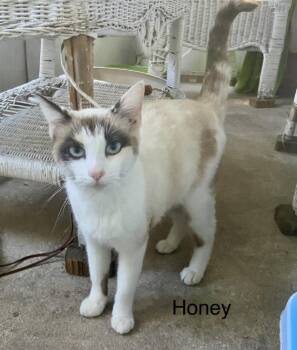 Siamese Cats Available for Adoption - Honey | PetCurious