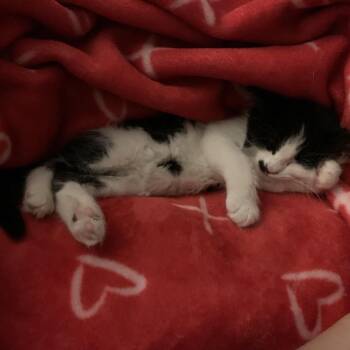 Domestic Short Hair Cats Available for Adoption in Austin, Texas - Puddin 4 | PetCurious