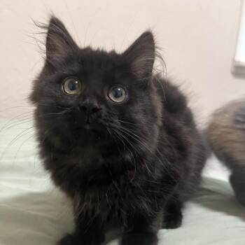 Tee -  Domestic Long Hair and Maine Coon Cat for Adoption in Carmel, Indiana - Tee | PetCurious