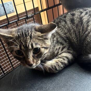 Ghost Pepper -  Domestic Short Hair Cat for Adoption in Hudson, New York - Ghost Pepper | PetCurious