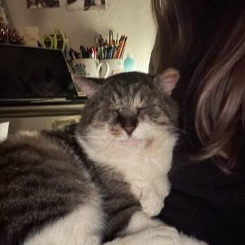 Rescue Domestic Short Hair Cats for Adoption in Verona, Pennsylvania - Stubby | PetCurious