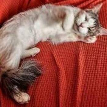 Dragonfly -  Maine Coon and Domestic Medium Hair Cat for Adoption in Melrose, Massachusetts - Dragonfly | PetCurious