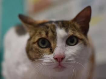 Sissy -  Domestic Short Hair Cat for Adoption in Portland, Oregon - Sissy | PetCurious