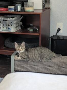 Little Debbie -  Tabby and Domestic Short Hair Cat for Adoption in Dallas, Texas - Little Debbie | PetCurious