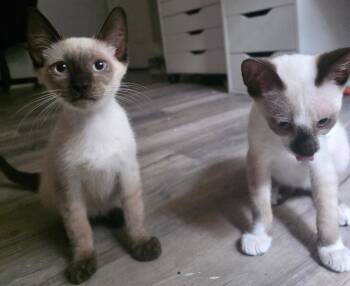 Sushi the Chocolate Point Siamese -  Domestic Short Hair and Siamese Cat for Adoption in Oviedo, Florida - Sushi The Chocolate Point Siamese | PetCurious