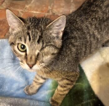 Domestic Short Hair Cats Available for Adoption - Benny | PetCurious