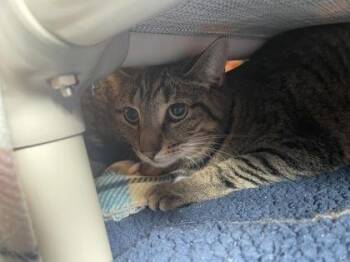 Domestic Short Hair Cats Available for Adoption in Westland, Michigan - Reba | PetCurious