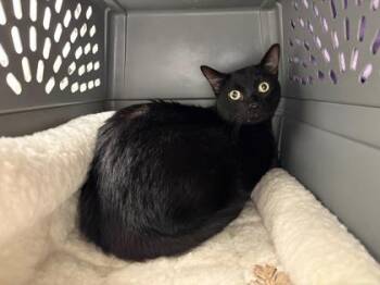 New Invention -  Domestic Short Hair Cat for Adoption in Kansas City, Missouri - New Invention | PetCurious