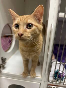 Seasmoke/Max (stockton) -  Domestic Short Hair Cat for Adoption in Johnson City, Tennessee - Seasmoke/Max (stockton) | PetCurious