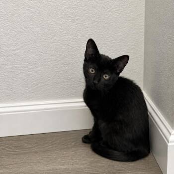 Domestic Short Hair Cats Available for Adoption in Rio Linda, California - Buttercup | PetCurious