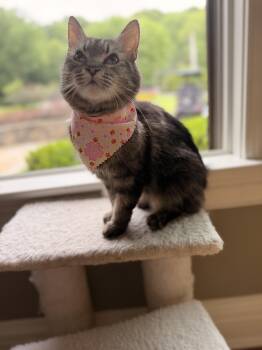 Missy -  Domestic Long Hair Cat for Adoption in Thornwood, New York - Missy | PetCurious