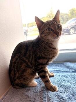 DELLA -  Domestic Short Hair Cat for Adoption in Leesburg, Virginia - DELLA | PetCurious