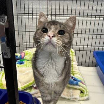 Fancy -  Domestic Short Hair Cat Available for Adoption in Montgomery, Alabama - Fancy | PetCurious